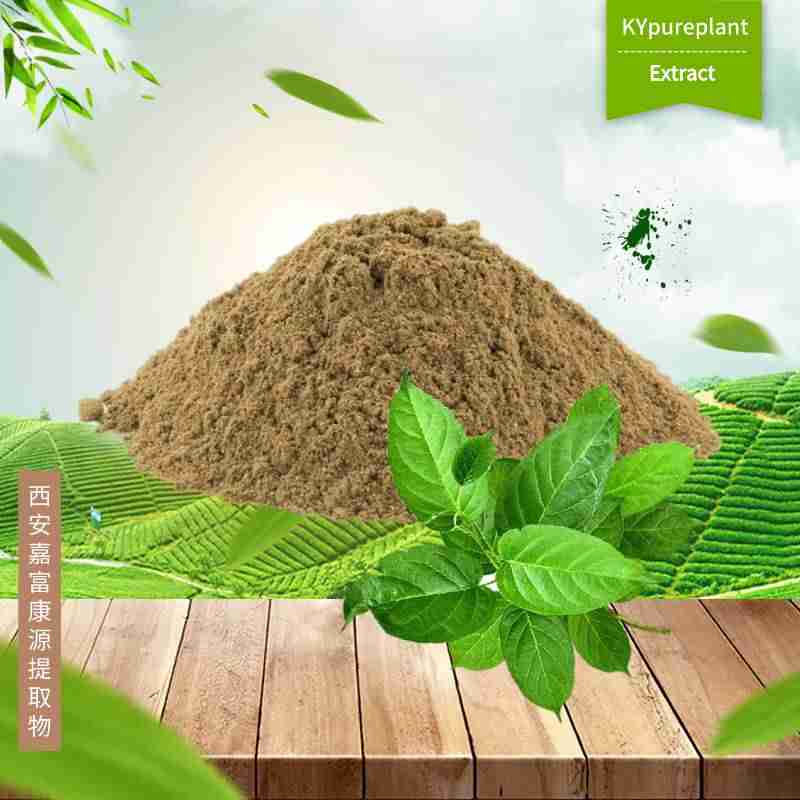 Gymnema Sylvestre Extract | Blood Sugar & Craving Support Ingredient Supplier - Kangyuan Herb 1 Gymnema Sylvestre Extract