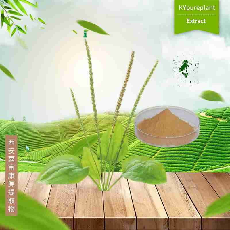 Organic Asiatic Plantain Herb Extract 3 Organic Asiatic Plantain Herb Extract