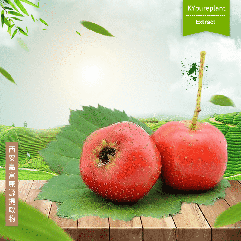 Organic Hawthorn Leaves Extract Powder | Kangyuan Herb Supplier 2 Hawthorn Leaves Extract