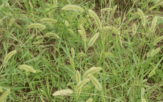 what is Horsetail Extract 1 what is Horsetail Extract