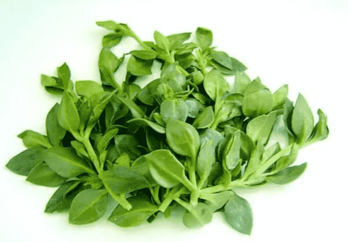 Andrographis Paniculate Extract 4 Andrographis Paniculate Extract