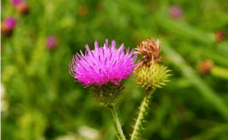 milk thistle extract : The Ultimate FAQ Guide (update 2021) 1 1634528053 image