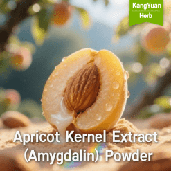 Apricot Kernel Extract (Amygdalin) Powder | High Purity Ingredient Supplier - Kangyuan Herb