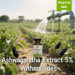 Ashwagandha Extract 5% Withanolides | Organic Certified Supplier for Supplements