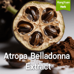 Atropa Belladonna Extract | High Alkaloids Pharmaceutical Grade Supplier - Kangyuan Herb
