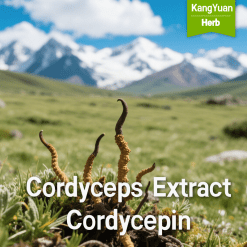 Cordyceps Extract | High Cordycepin Content Supplier - Kangyuan Herb