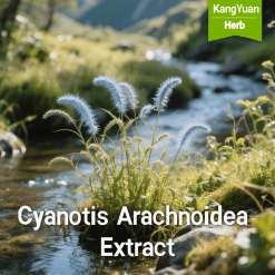 Cyanotis Arachnoidea Extract