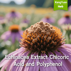Echinacea Extract Chicoric Acid and Polyphenol