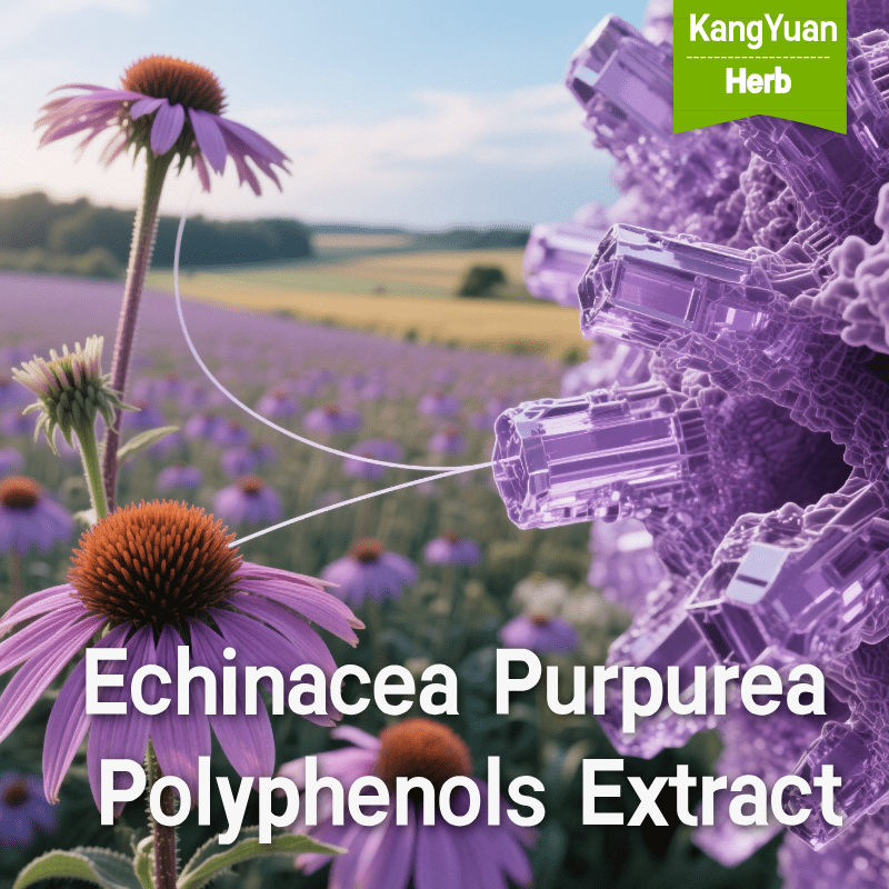 Echinacea Purpurea Polyphenols Extract | High-Activity Immune Booster - Kangyuan Herb 2 EchinaceaPurpureaPolyphenolsExtract 2025 05 1806 57 44