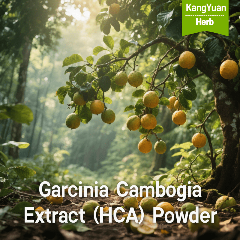 Garcinia Cambogia Extract (HCA) Powder | High Content Natural Weight Management Ingredient Supplier - Kangyuan Herb 3 GarciniaCambogiaExtractHCAPowder 2025 05 1804 24 26