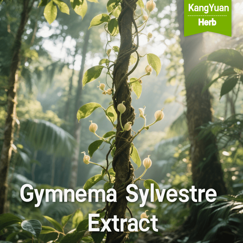 Gymnema Sylvestre Extract | Blood Sugar & Craving Support Ingredient Supplier - Kangyuan Herb 1 GymnemaSylvestreExtract 2025 05 1805 37 44