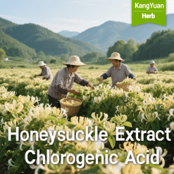 Honeysuckle Extract Chlorogenic Acid | Natural Anti-inflammatory Antiviral Supplier - Kangyuan Herb