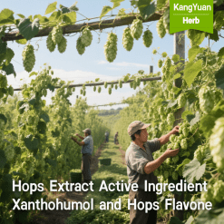 Hops Extract Active Ingredient Xanthohumol and Hops Flavone