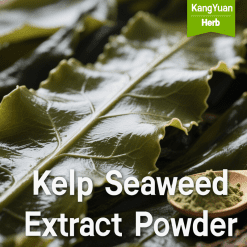 Kelp Seaweed Extract Powder | Fucoxanthin & Fucoidan Supplier - Kangyuan Herb