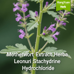 Motherwort Extract Herba Leonuri Stachydrine Hydrochloride