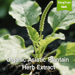 Organic Asiatic Plantain Herb Extract | Natural Digestive & Respiratory Support Supplier - Kangyuan Herb