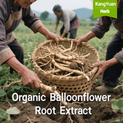 Organic Balloonflower Root Extract | Natural Respiratory Health Ingredient Supplier - Kangyuan Herb
