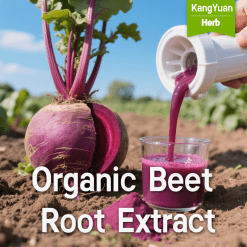 Organic Beet Root Extract | Natural High Nitrate Content Supplier - Kangyuan Herb
