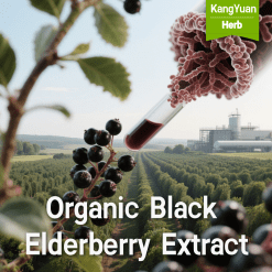 Organic Black Elderberry Extract | Certified Immunity Ingredient Supplier - Kangyuan Herb