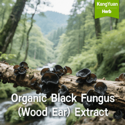 Organic Black Fungus (Wood Ear) Extract | High Polysaccharides Natural Immune Support Supplier - Kangyuan Herb