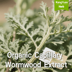 Organic Capillary Wormwood Extract | Natural Liver Support & Detox Supplier - Kangyuan Herb