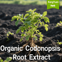Organic Codonopsis Root Extract | Qi Tonifying & Immune Support Supplier - Kangyuan Herb