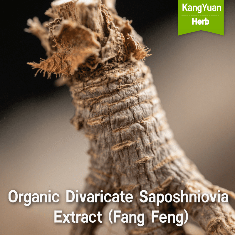 Organic Divaricate Saposhniovia Extract (Fang Feng) | TCM Ingredient Supplier - Kangyuan Herb 3 OrganicDivaricateSaposhnioviaExtractFangFeng 2025 05 1920 54 25