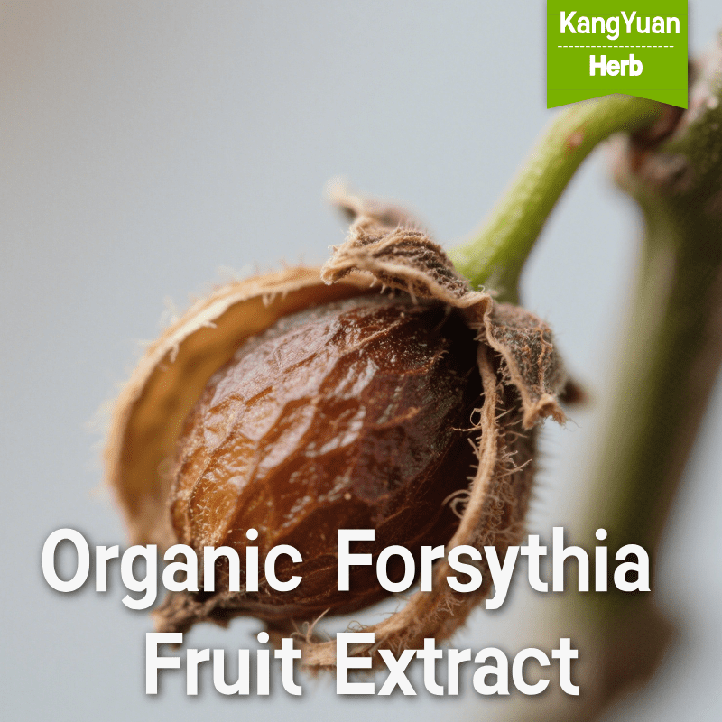 Organic Forsythia Fruit Extract | Certified Heat-Clearing & Detox Supplier - Kangyuan Herb 2 OrganicForsythiaFruitExtract 2025 05 1922 34 59