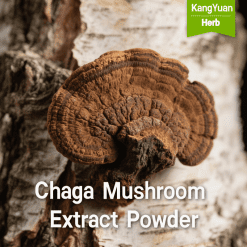 Chaga Mushroom Extract Powder | Manufacturer & High Polysaccharides Supplier - Kangyuan Herb