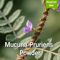 Mucuna Pruriens Powder Manufacturer | Bulk High Quality Ingredient - Kangyuan Herb
