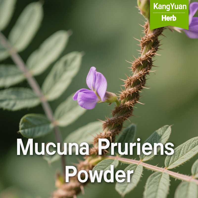 Mucuna Pruriens Powder Manufacturer | Bulk High Quality Ingredient - Kangyuan Herb 1 MucunaPruriensPowder 2025 05 1821 26 55