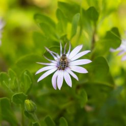Bee on Purple Flower