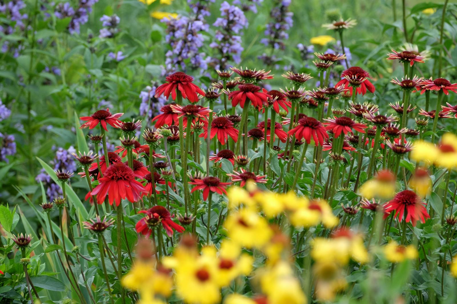 Echinacea Extract: The Ultimate Natural Remedy for Wellness 1 Vibrant Summer Wildflower Garden in Bloom