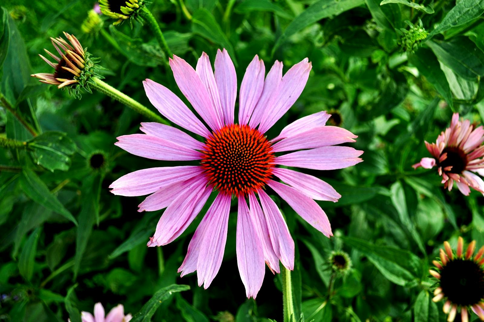 Echinacea Extract: The Ultimate Natural Remedy for Wellness 2 Selective Focus Photography of Pink Petaled Flower