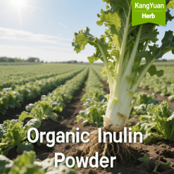 Organic Inulin Powder | Natural Prebiotic & Dietary Fiber Supplier - Kangyuan Herb