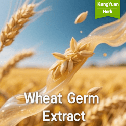 Bulk Organic Plant Extracts & Natural Ingredients Supplier | Kangyuan Herb 9 Wheat Germ Extract | Rich in Vitamin E Natural Ingredient Supplier - Kangyuan Herb