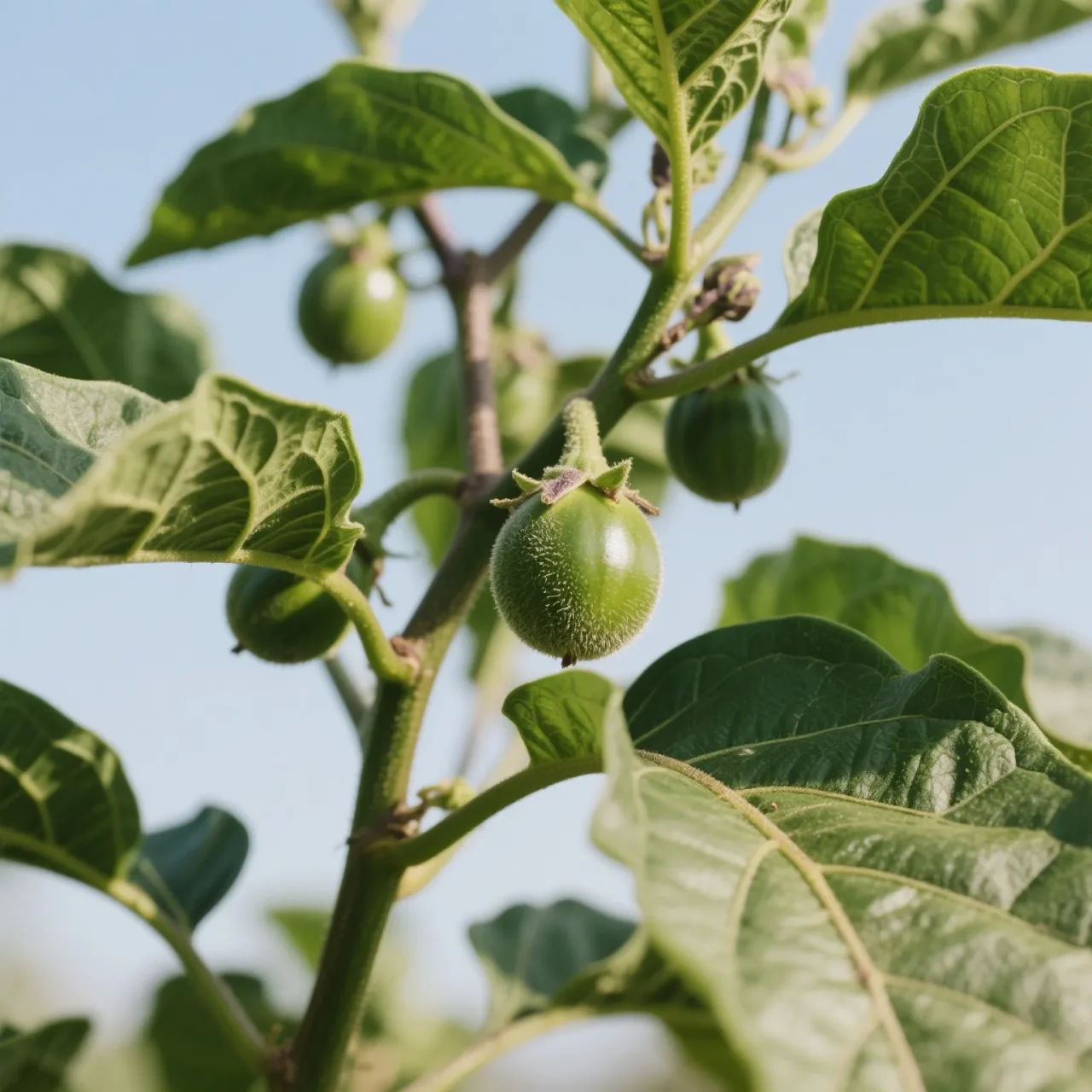 Ashwagandha Extract: The Adaptogenic Powerhouse for Stress, Energy & Well-being 6 10048 3