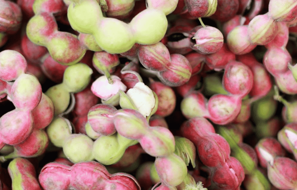 100% Pure Organic Tamarind extract : The Ultimate FAQ Guide (update 2021) 15 Is tamarind extract the same as tamarind paste?