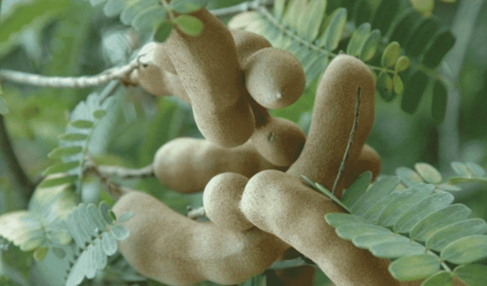 100% Pure Organic Tamarind extract : The Ultimate FAQ Guide (update 2021) 16 tamarind extract asda