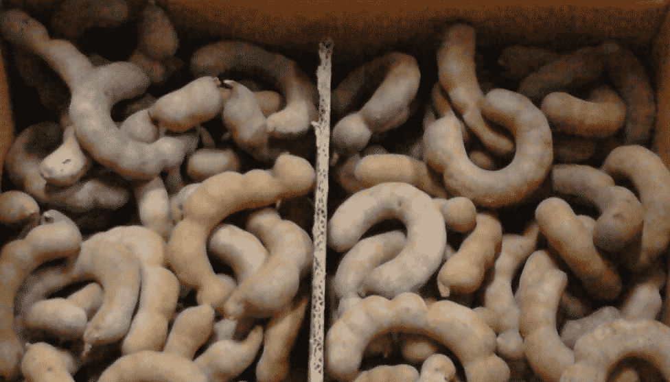 100% Pure Organic Tamarind extract : The Ultimate FAQ Guide (update 2021) 18 Snipaste 2021 05 17 08 59 29