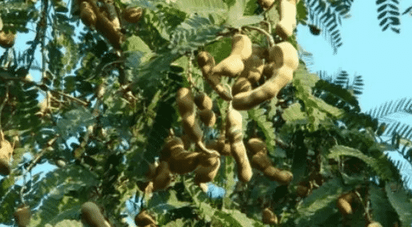 100% Pure Organic Tamarind extract : The Ultimate FAQ Guide (update 2021) 33 Snipaste 2021 09 23 12 26 02 1