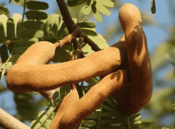 100% Pure Organic Tamarind extract : The Ultimate FAQ Guide (update 2021) 3 Snipaste 2021 09 23 12 26 07