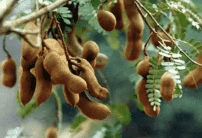 100% Pure Organic Tamarind extract : The Ultimate FAQ Guide (update 2021) 13 Snipaste 2021 09 23 14 51 16 1