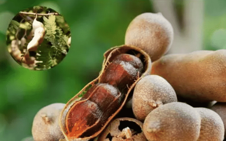 100% Pure Organic Tamarind extract : The Ultimate FAQ Guide (update 2021) 12 Snipaste 2021 09 23 14 51 24