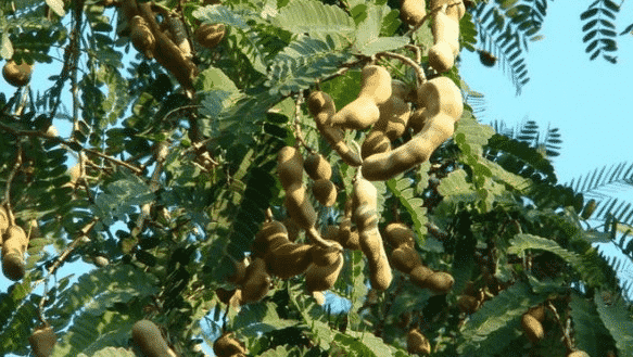 100% Pure Organic Tamarind extract : The Ultimate FAQ Guide (update 2021) 9 Snipaste 2021 09 23 14 52 29