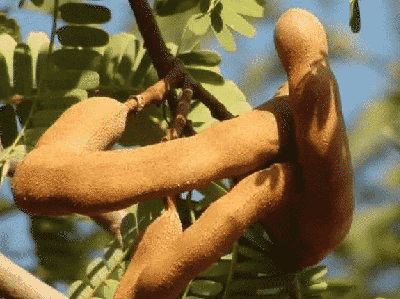 100% Pure Organic Tamarind extract : The Ultimate FAQ Guide (update 2021) 29 Snipaste 2021 09 23 15 01 25