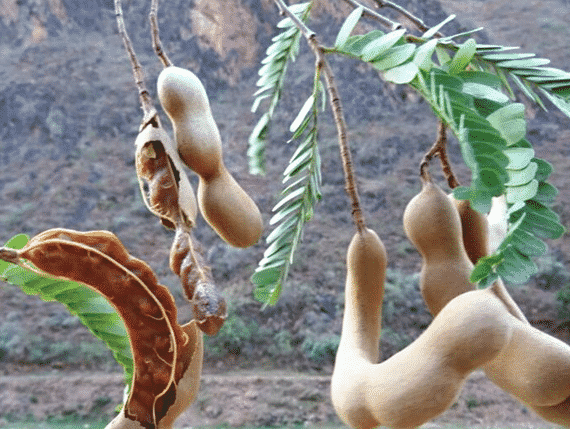 100% Pure Organic Tamarind extract : The Ultimate FAQ Guide (update 2021) 27 Snipaste 2021 09 23 15 01 51