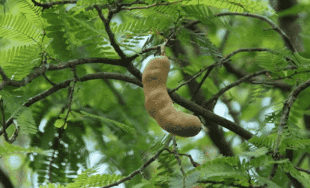100% Pure Organic Tamarind extract : The Ultimate FAQ Guide (update 2021) 32 Snipaste 2021 09 23 23 05 40
