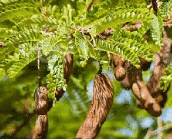100% Pure Organic Tamarind extract : The Ultimate FAQ Guide (update 2021) 31 Snipaste 2021 09 23 23 05 50