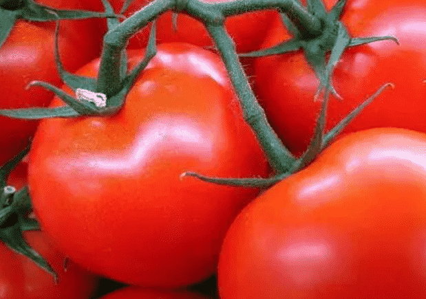 100% Pure Organic Lycopene Powder For Antioxidant : The Ultimate FAQ Guide 20 Snipaste 2021 10 03 22 52 26